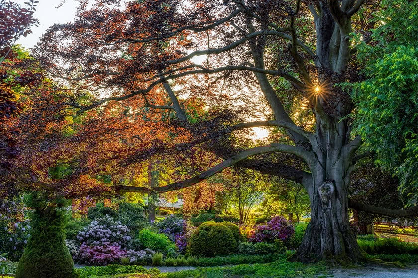 Zdjęcie buka "Serce Ogrodu" w Arboretum Wojnowice Uniwersytetu Wrocławskiego