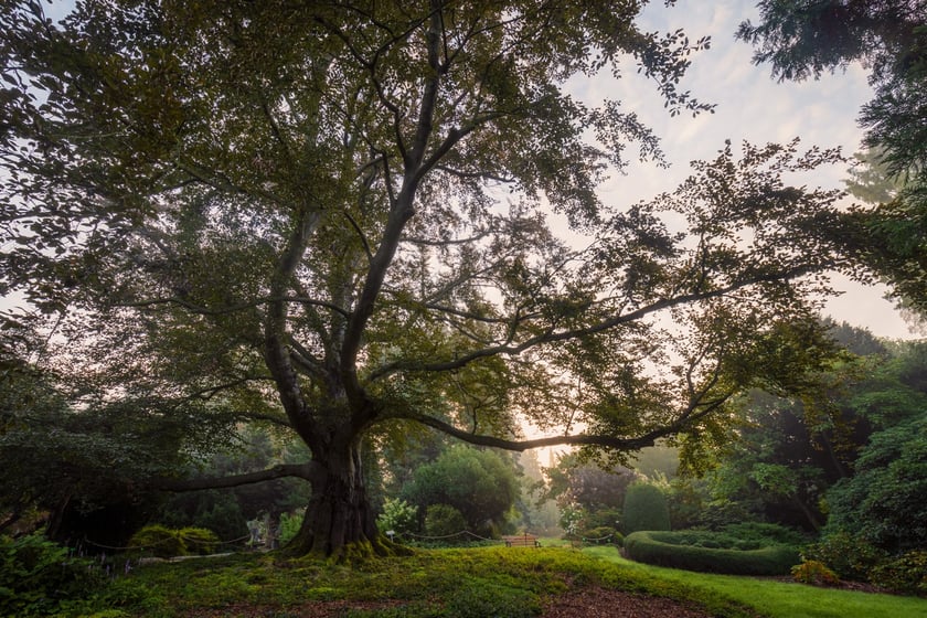 Zdjęcie buka "Serce Ogrodu" w Arboretum Wojnowice Uniwersytetu Wrocławskiego