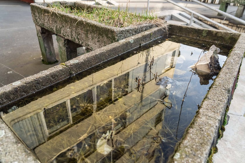 Dawne kwietniki Trzonolinowca, nazywane dziś przez niektórych basenem