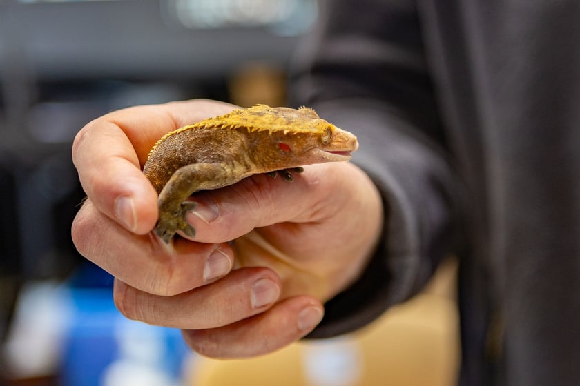 ZooEgzotyka Wrocław w Hali Orbita zebrała w niedzielę 18 lutego tłumy odwiedzających