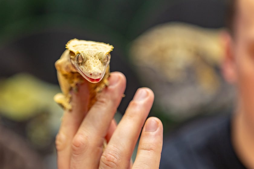 ZooEgzotyka Wrocław w Hali Orbita zebrała w niedzielę 18 lutego tłumy odwiedzających