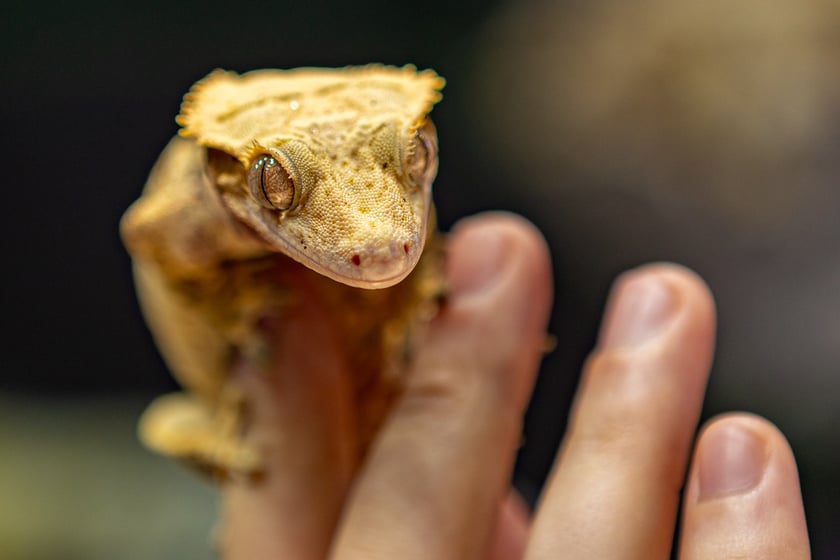 ZooEgzotyka Wrocław w Hali Orbita zebrała w niedzielę 18 lutego tłumy odwiedzających