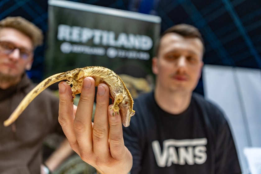 ZooEgzotyka Wrocław w Hali Orbita zebrała w niedzielę 18 lutego tłumy odwiedzających