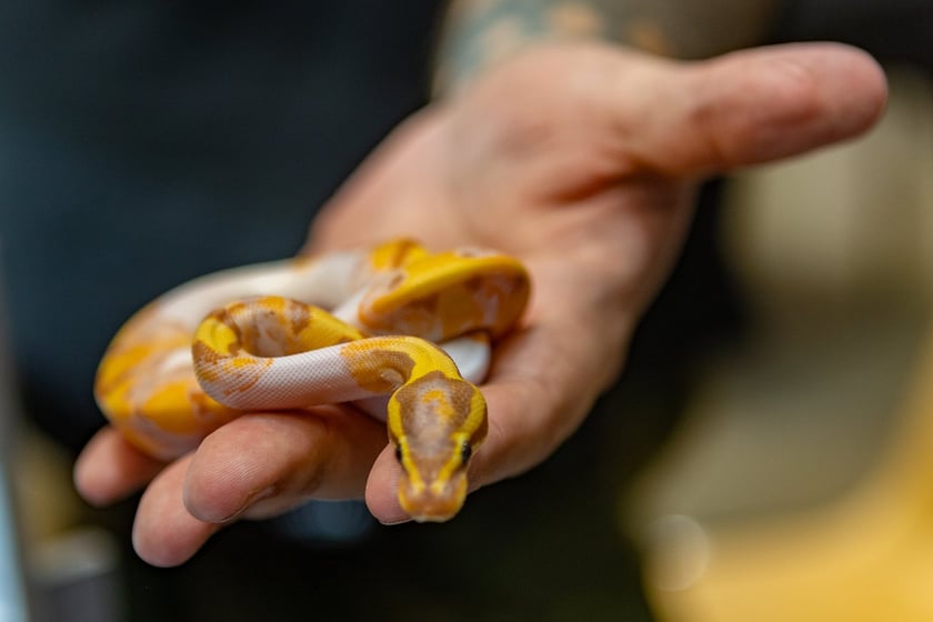 ZooEgzotyka Wrocław w Hali Orbita zebrała w niedzielę 18 lutego tłumy odwiedzających