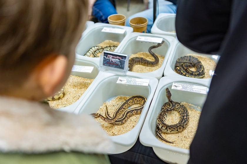 ZooEgzotyka Wrocław w Hali Orbita zebrała w niedzielę 18 lutego tłumy odwiedzających