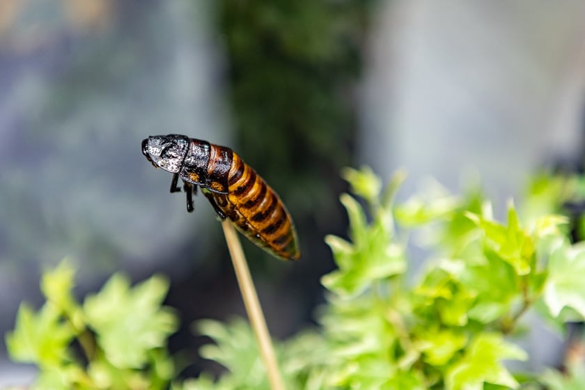 ZooEgzotyka Wrocław w Hali Orbita zebrała w niedzielę 18 lutego tłumy odwiedzających