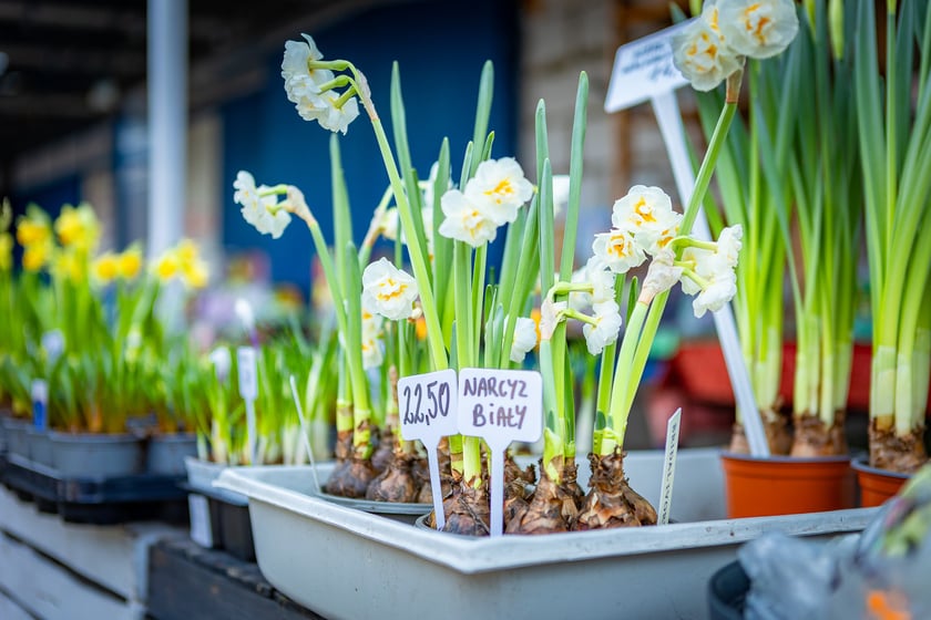 Targowisko przy. ul. Radosnej we Wrocławiu