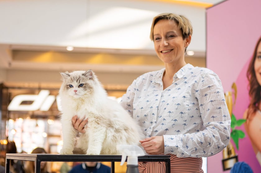 Prezentacja kotów rasowych w Magnolia Park - 24 marca