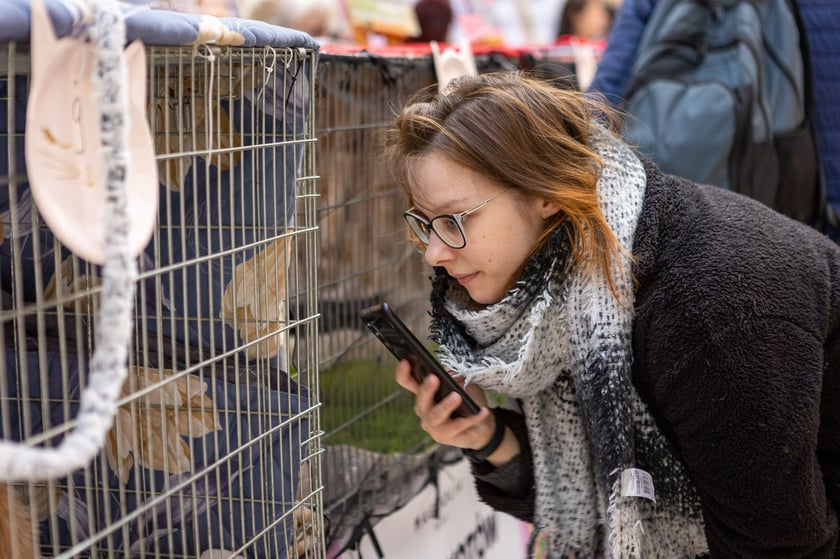 Chętnych do oglądania kocich piękności nie brakowało. Prezentacja kot&oacute;w rasowych w Magnolia Park - 24 marca