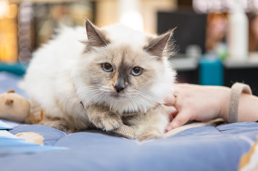 Prezentacja kotów rasowych w Magnolia Park - 24 marca