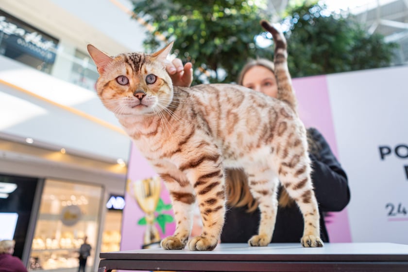 Prezentacja kotów rasowych w Magnolia Park - 24 marca