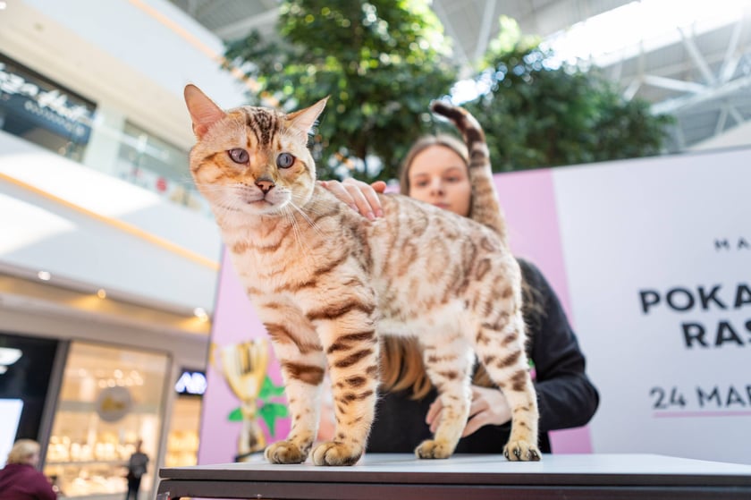 Prezentacja kotów rasowych w Magnolia Park - 24 marca