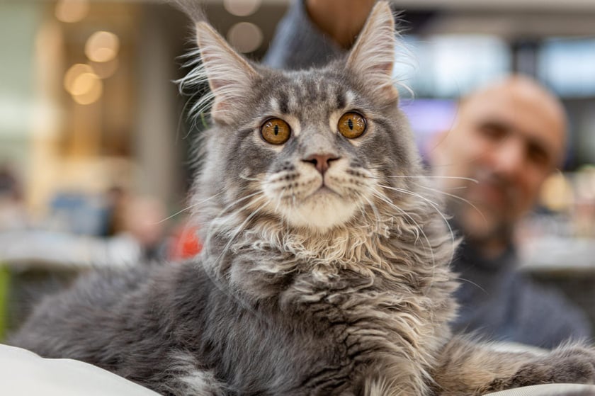 Prezentacja kotów rasowych w Magnolia Park - 24 marca