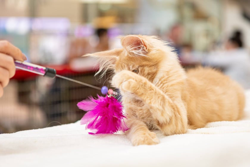 Prezentacja kotów rasowych w Magnolia Park - 24 marca