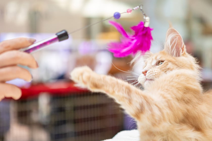 Prezentacja kotów rasowych w Magnolia Park - 24 marca