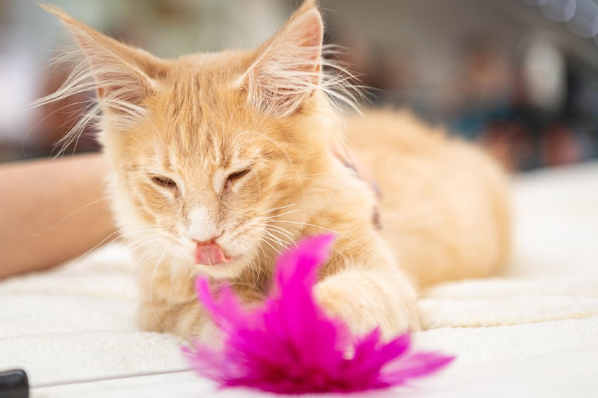 Prezentacja kotów rasowych w Magnolia Park - 24 marca