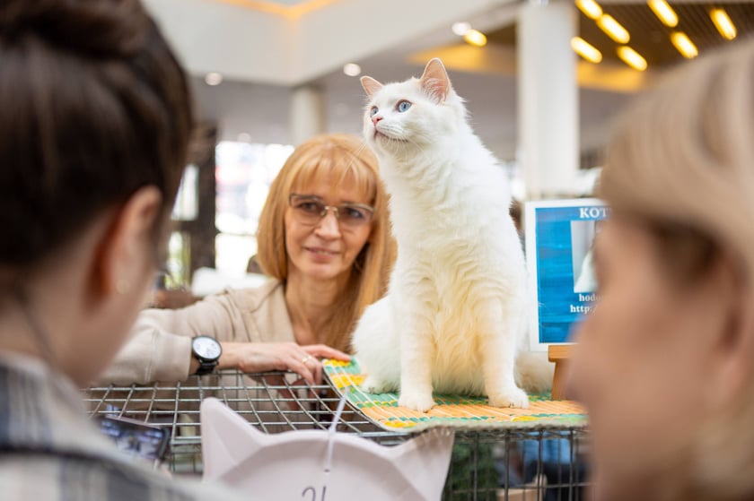 Prezentacja kotów rasowych w Magnolia Park - 24 marca