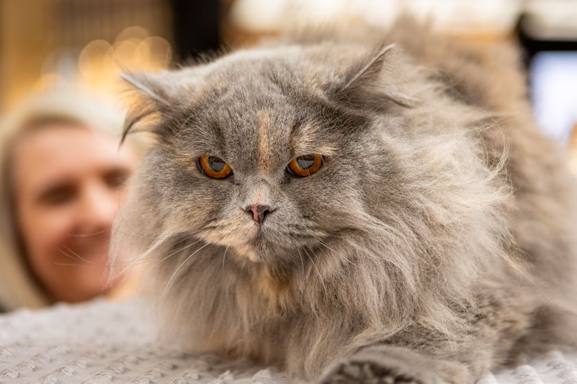 Prezentacja kotów rasowych w Magnolia Park - 24 marca