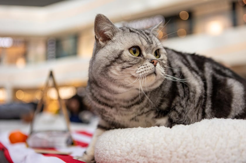 Prezentacja kotów rasowych w Magnolia Park - 24 marca