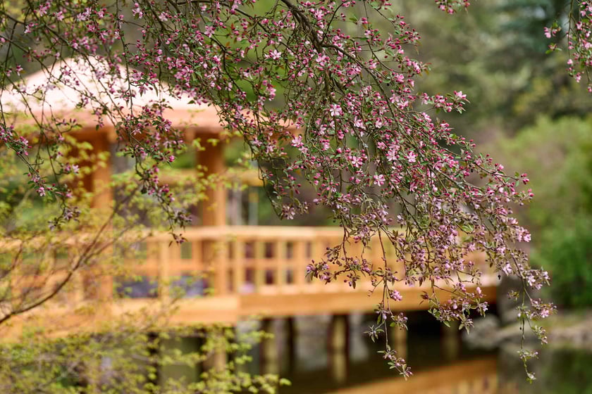 Ogród Japoński we Wrocławiu - 1 kwietnia 2024