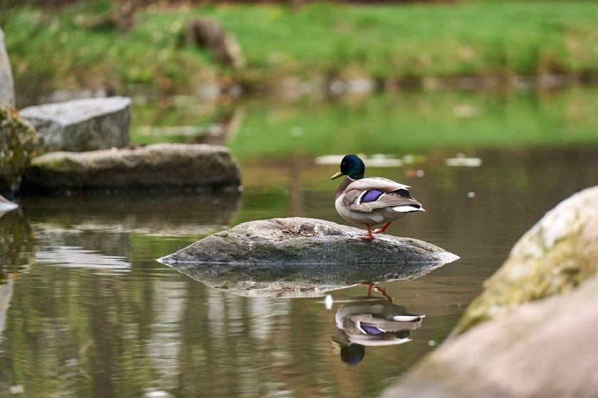 Ogród Japoński we Wrocławiu - 1 kwietnia 2024