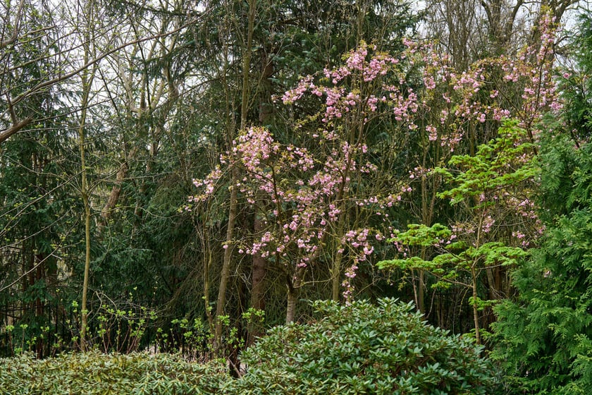 Ogród Japoński we Wrocławiu - 1 kwietnia 2024