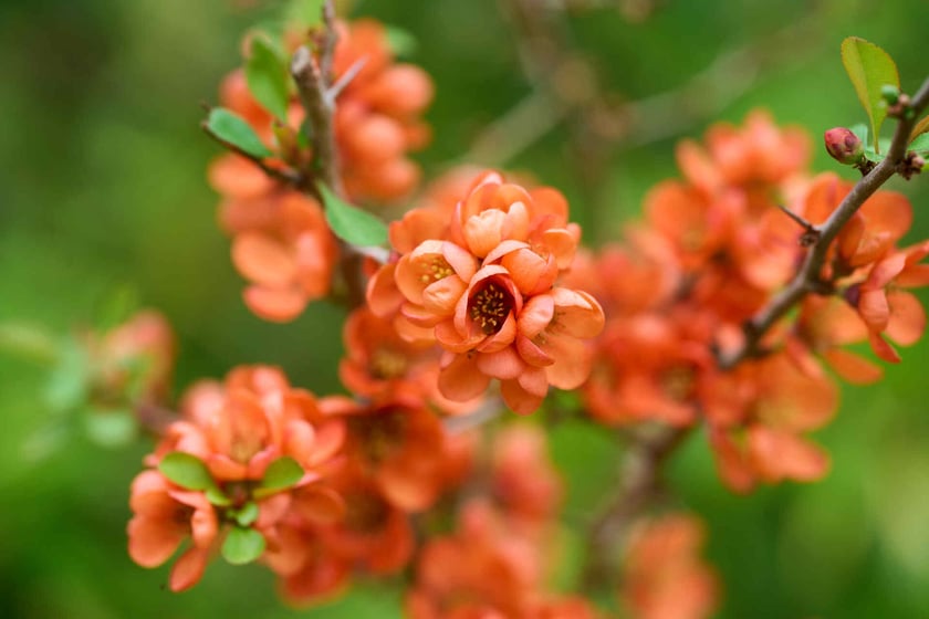 Ogród Japoński we Wrocławiu - 1 kwietnia 2024