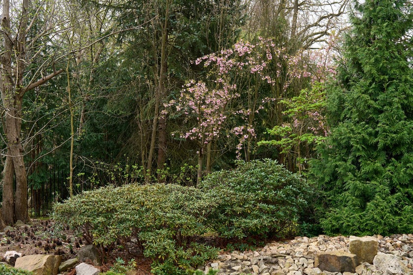 Ogród Japoński we Wrocławiu - 1 kwietnia 2024