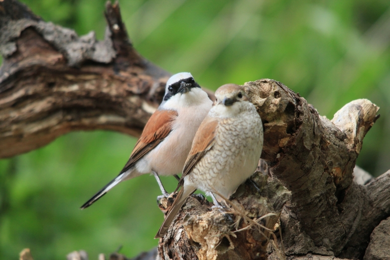 Mieszkańcy Lasu Sołtysowickiego