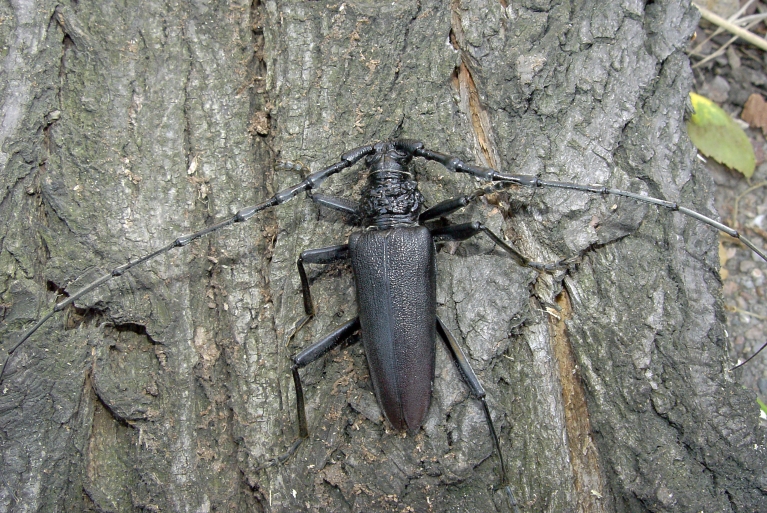 Mieszkańcy Lasu Sołtysowickiego