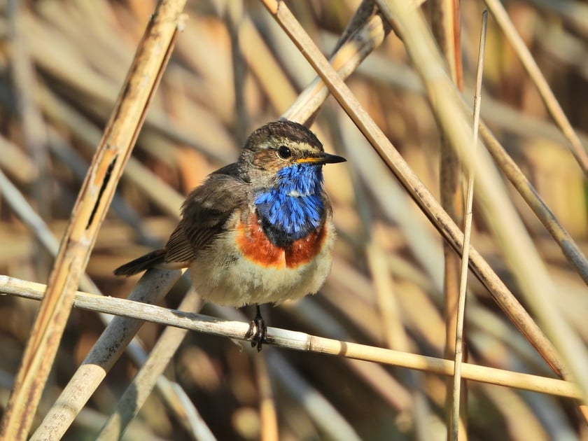 Mieszkańcy Lasu Sołtysowickiego