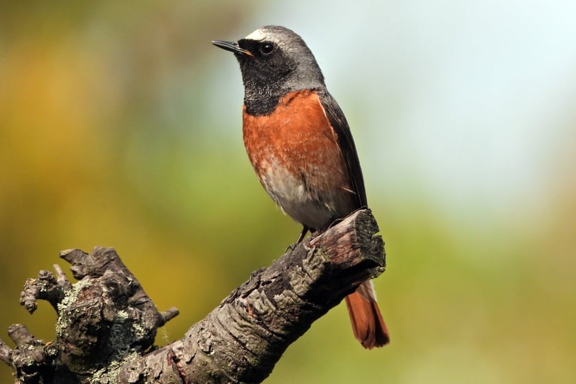 Mieszkańcy Lasu Sołtysowickiego