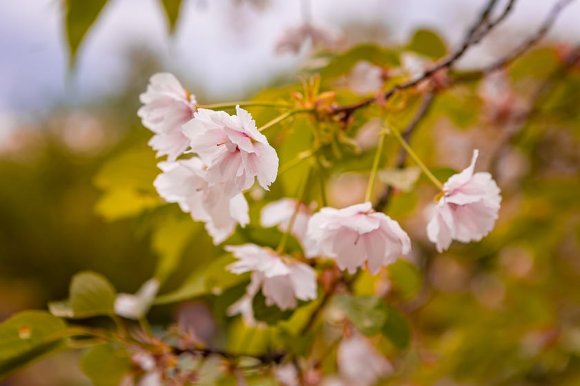 Piknik Kultury Japońskiej w parku Szczytnickim 14 kwietnia