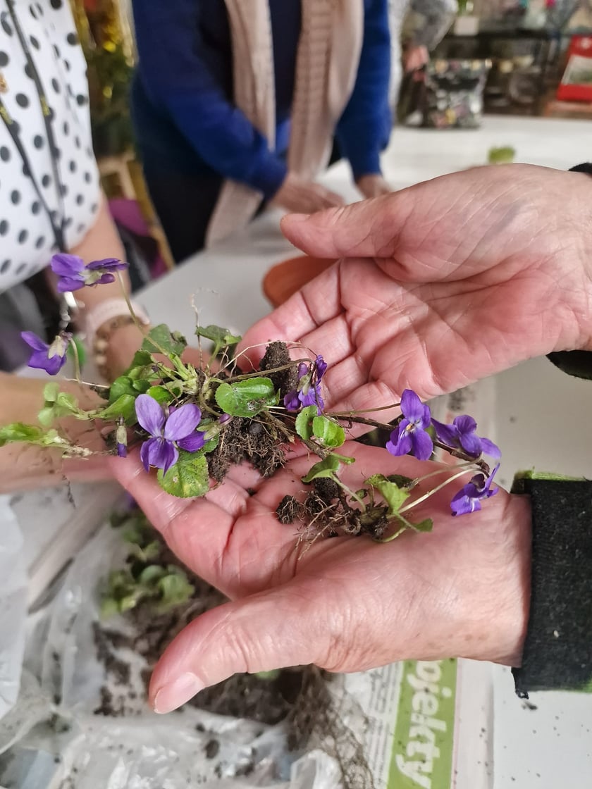Sąsiedzka wymiana roślin w CAL Rewir Tw&oacute;rczy