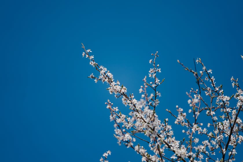 Ścieżka przyrodnicza Stawy Krośnickie