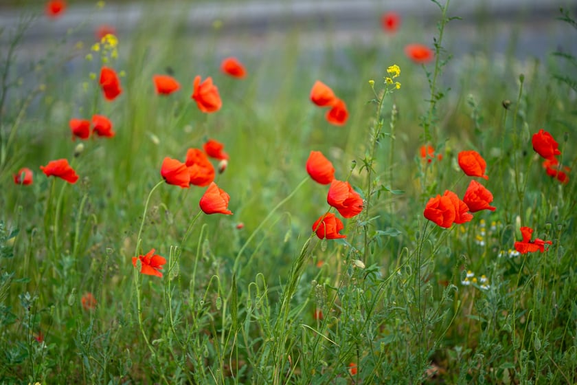Kwitnące maki przy ul. Kosmonautów