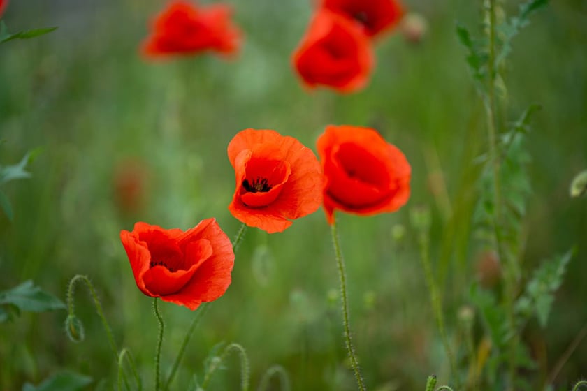 Kwitnące maki przy ul. Kosmonautów