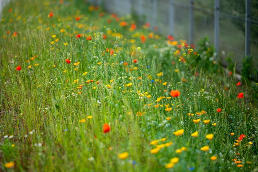 Kwitnące maki przy ul. Kosmonautów