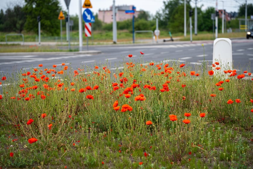 Kwitnące maki przy ul. Kosmonautów