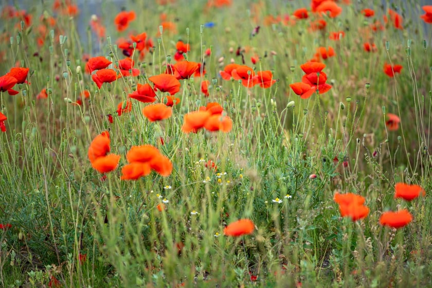 Kwitnące maki przy ul. Kosmonautów