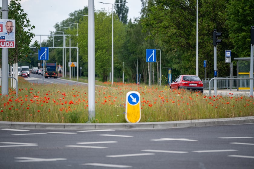 Kwitnące maki przy ul. Kosmonautów