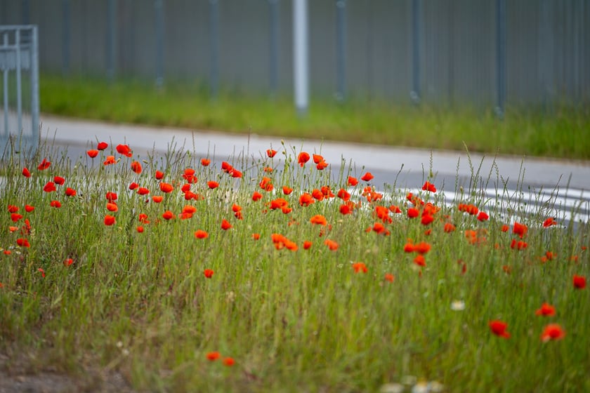 Kwitnące maki przy ul. Kosmonautów