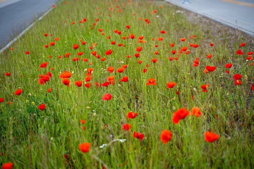 Kwitnące maki przy ul. Kosmonautów