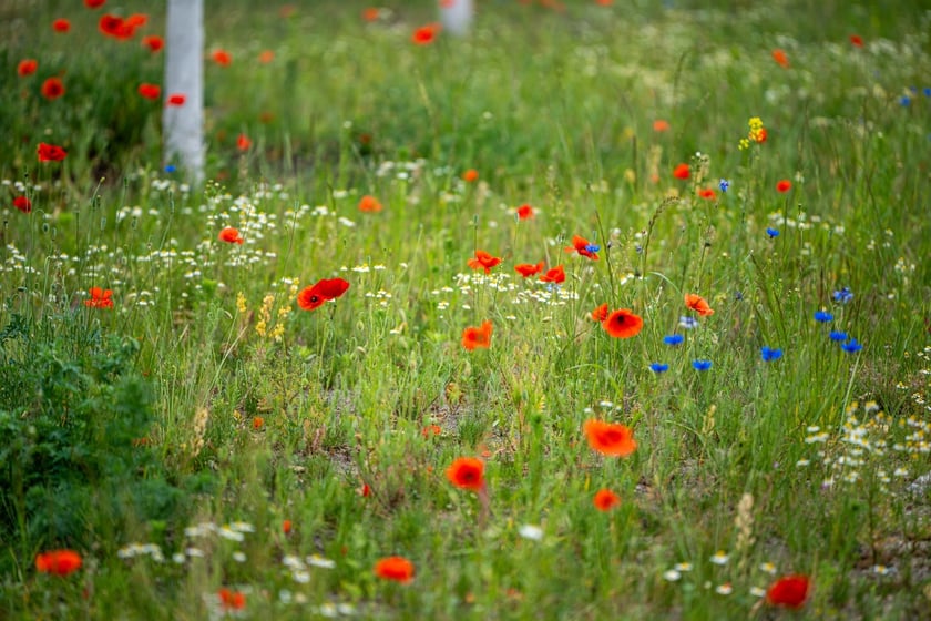 Kwitnące maki przy ul. Kosmonautów