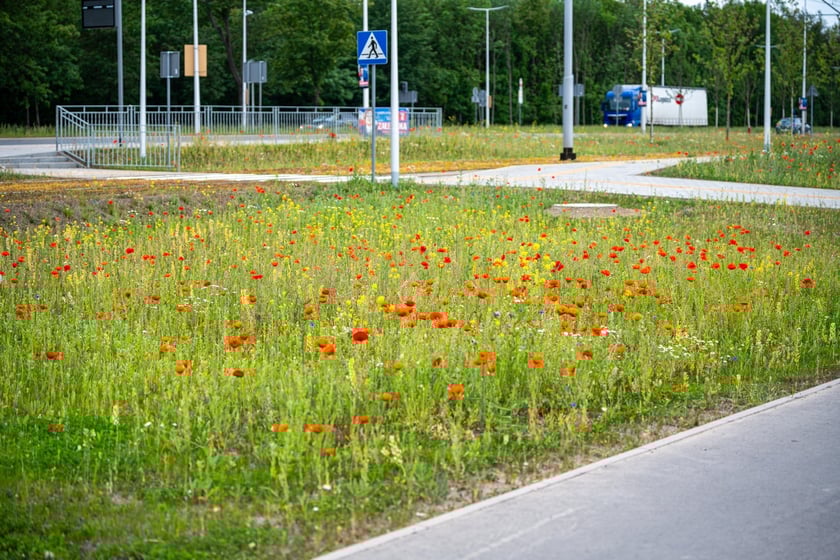 Kwitnące maki przy ul. Kosmonautów