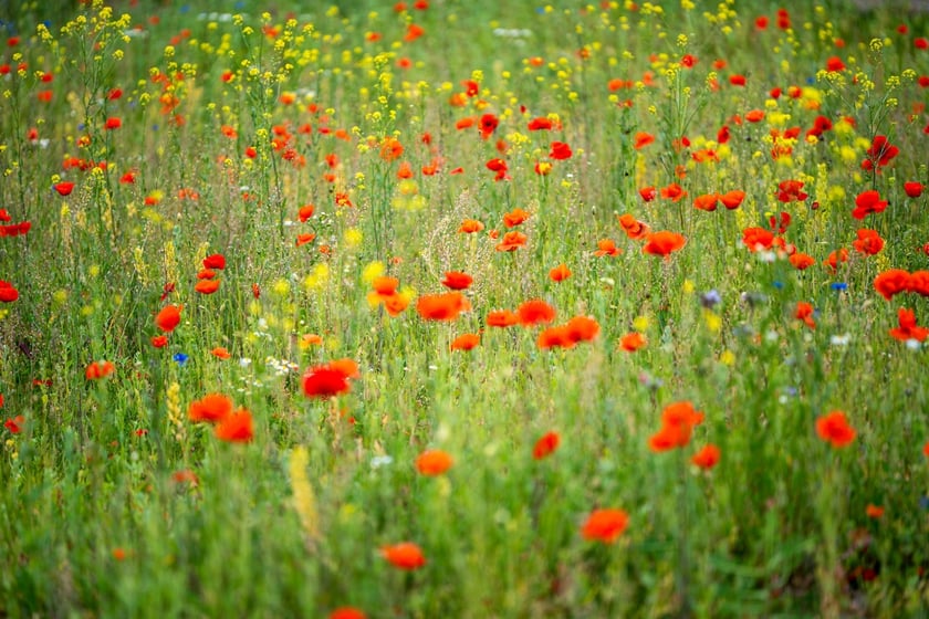 Kwitnące maki przy ul. Kosmonautów
