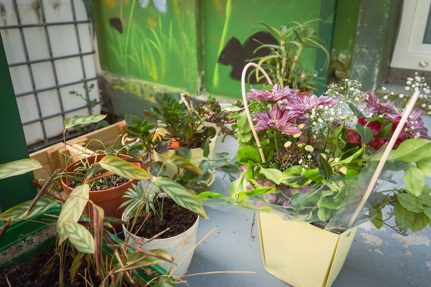 Przedszkole na ul. Oporowskiej stworzyło ogrody warzywne i łąkę na muralu