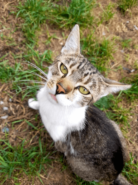 Kangurek - roczny kocurek, trafił do schroniska jako znaleziony. Jest pełen energii. Nie boi się innych kotów, uwielbia aktywność.