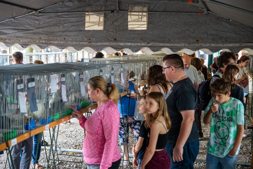 Regionalna Wystawa Zwierząt Hodowlanych we Wrocławiu