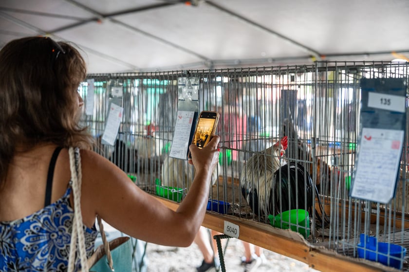 Regionalna Wystawa Zwierząt Hodowlanych we Wrocławiu